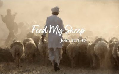 Feed My Sheep